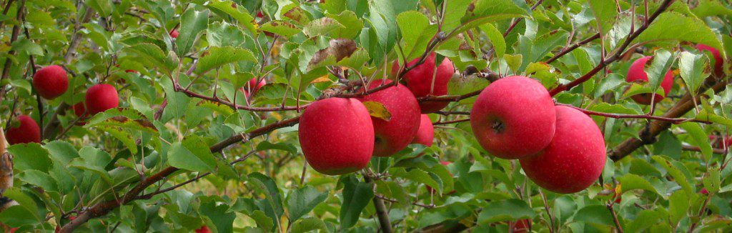 Apples- Red Delicious — Sun Orchard Apples