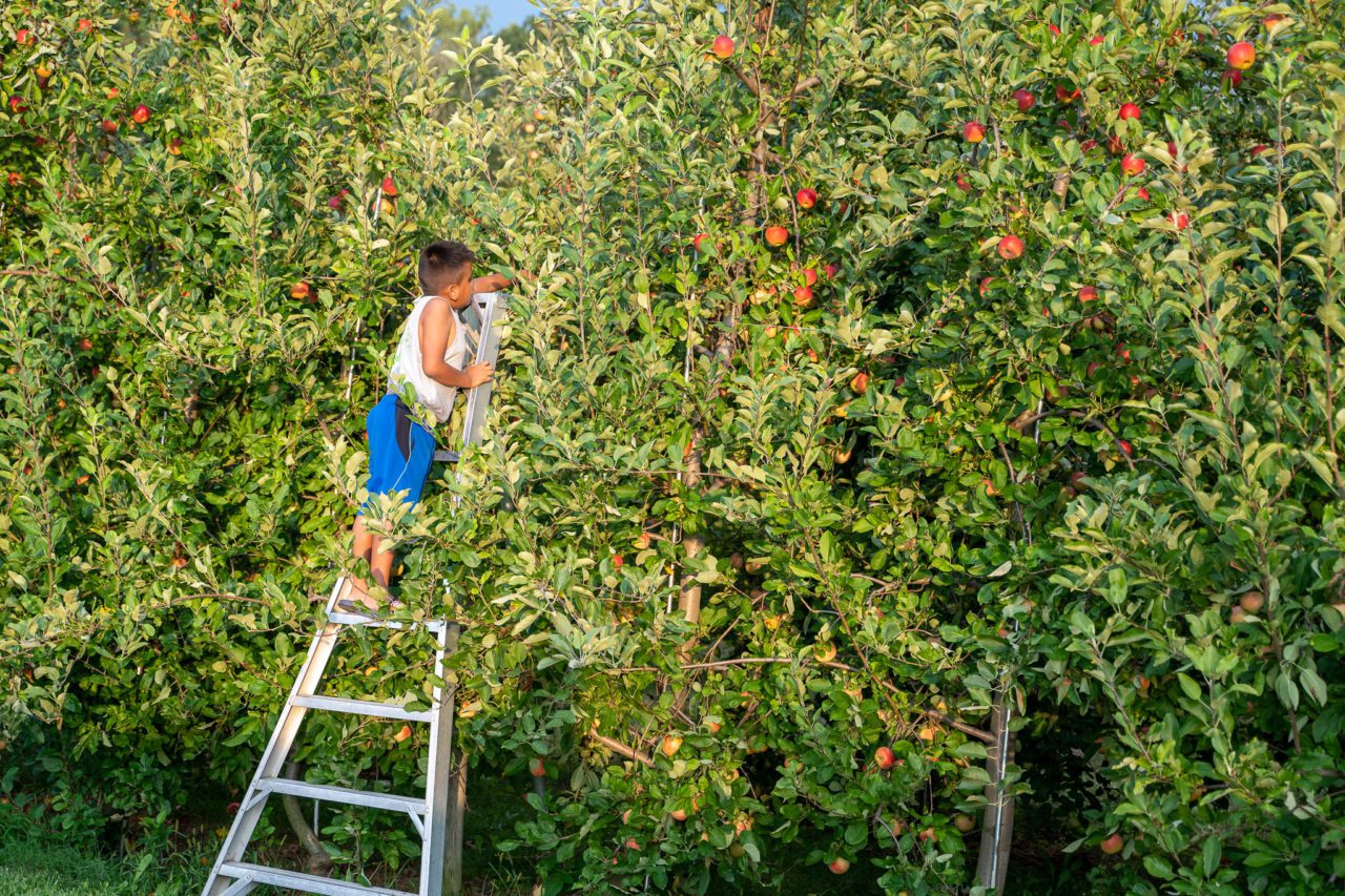 Solebury Orchards a farm in Bucks County, PA, Apple and Berry Picking