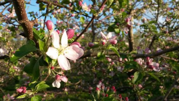 Apple Blossom