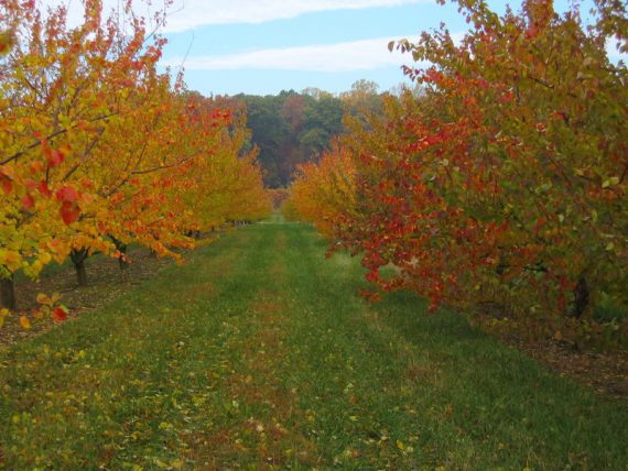 Apricots fall color