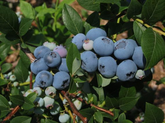 Blueberries