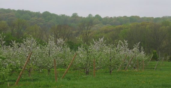 Orchards