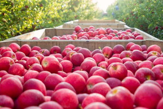 Bins of Gala apples