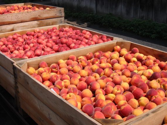 Bins full of Peaches