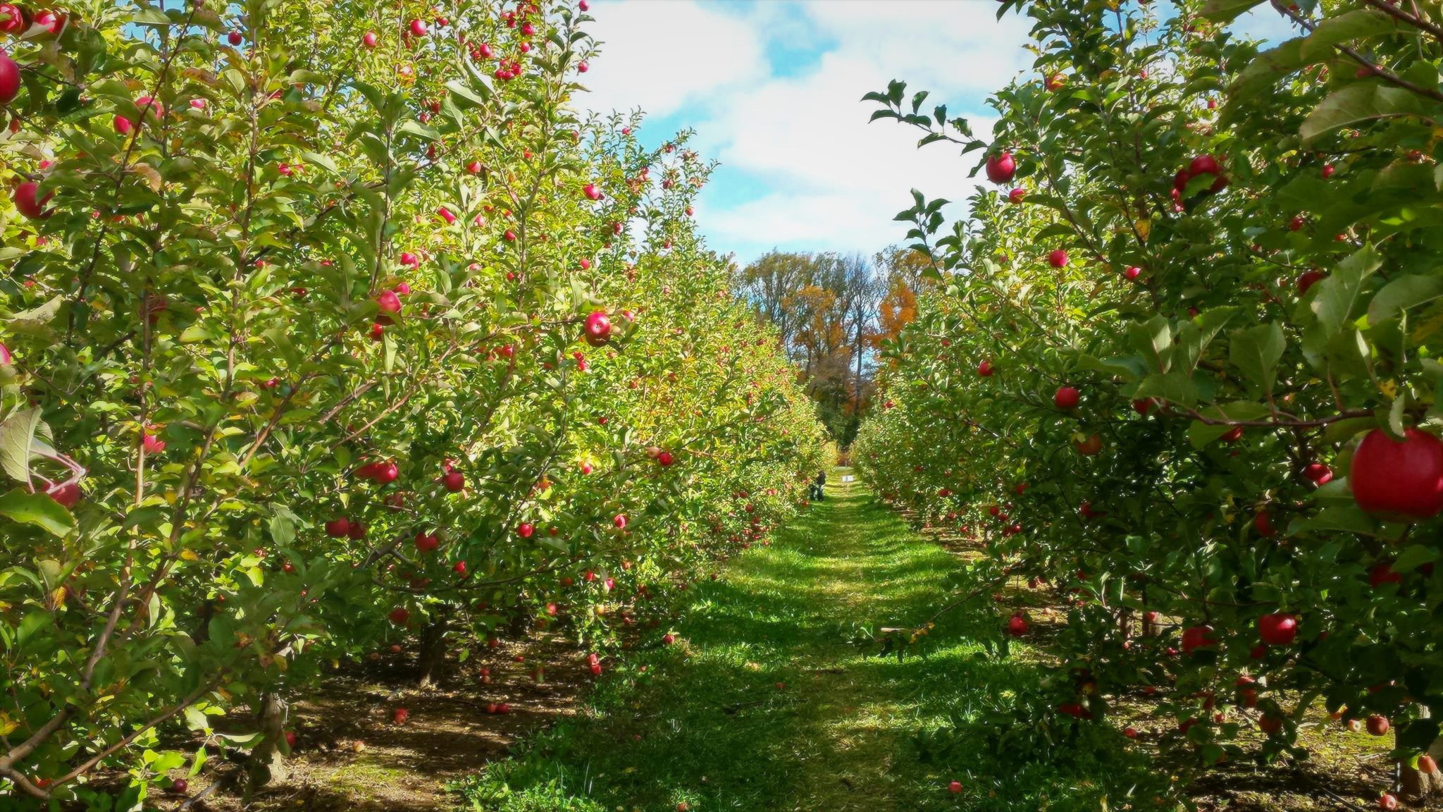 Apples in November