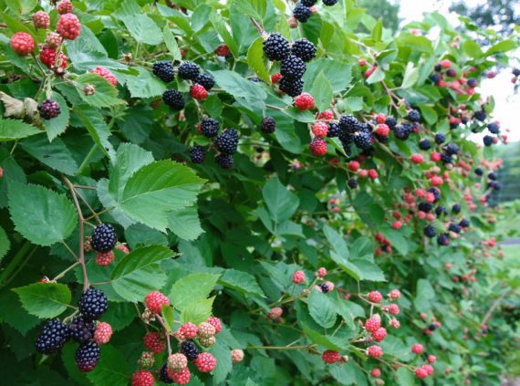 PYO Blackberries