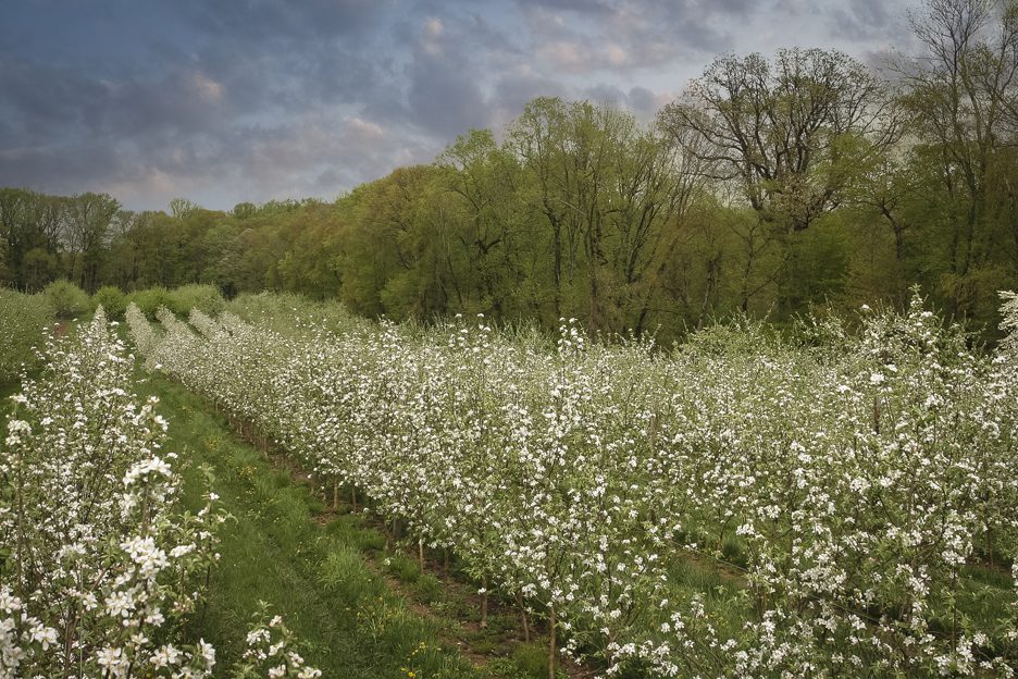 Blossoming row of apples