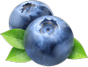 PYO Blueberries