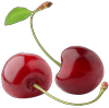 PYO Cherries