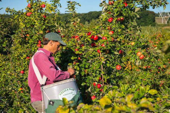 Picking apples